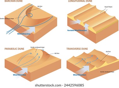 types of dune cross section diagram illustration - vector