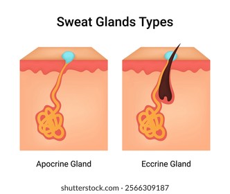 Types of Eccrine and Apocrine Sweat Glands