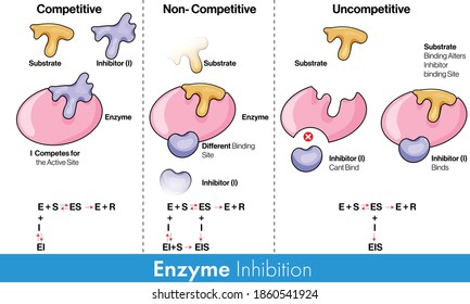 Types of Enzyme inhibition: Competitive, uncompetitive and non competitive vector design concept.