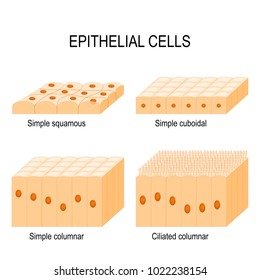 Types of epithelial cells: cilliated columnar, simple columnar, simple cuboidal, and simple squamous cells