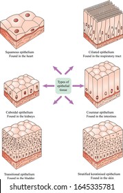 Types of epithelial tissue:  cilliated columnar, simple columnar, simple cuboidal, and simple squamous cells