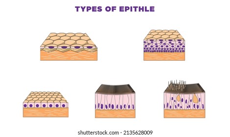 Types of epithelial tissue: cilliated columnar, simple columnar, simple cuboidal, and simple squamous cells