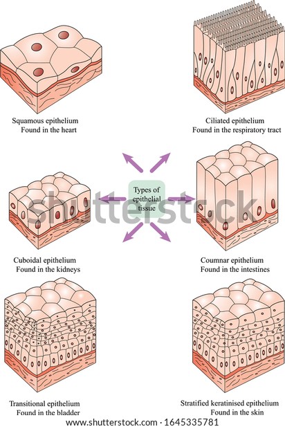 Types of epithelial\
tissue:  cilliated columnar, simple columnar, simple cuboidal, and\
simple squamous cells