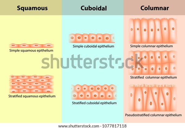 Types of Epithelial\
tissue. Epithelium