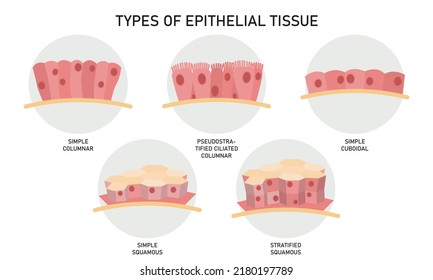 Types of epithelial tissue. Medical vector illustration.