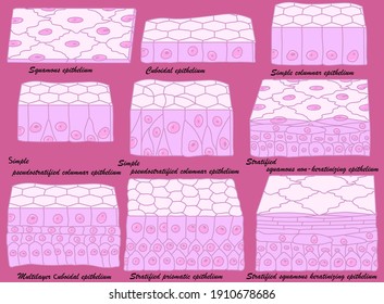 Tipos de epitelio. Células epiteliales en una variedad de configuraciones.