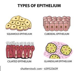 Types of epithelium. squamous, cubic, ciliated, glandular. Set Infographics Vector illustration on isolated background