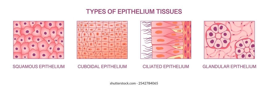 Tipos de tejidos epiteliales. Vector realista ilustración médica científica de epitelio escamoso, epitelio cuboidal, epitelio ciliado y glandular 