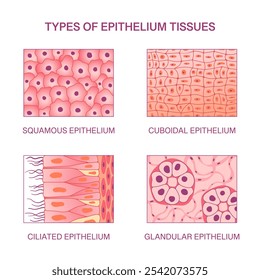 Tipos de tejidos epiteliales. Epitelio escamoso, cuboidal, ciliado y glandular. Ilustración simple médica de la Ciencia del Vector