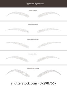 types of eyebrows