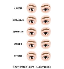 types of eyebrows vector illustration