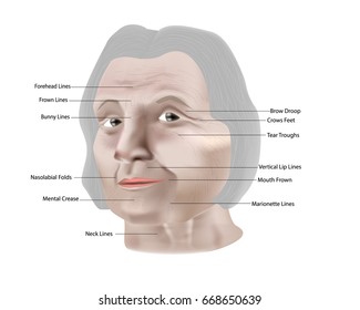 59 Facial massage diagram Images, Stock Photos & Vectors | Shutterstock