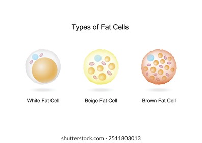 Arten von Fettzellen. Adipozyten. Braune, beige und weiße Fettzellen. Lipidtröpfchen. Vektorgrafik.
