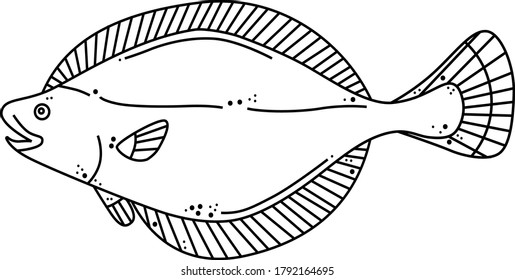 Types of fish, digital vector illustration: halibut