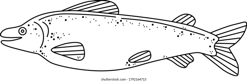 Types of fish, digital vector illustration: salmon