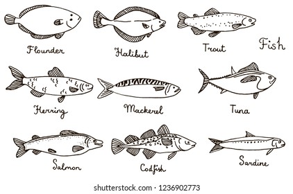 Types of fish, hand drawn vector illustration: sardine, codfish, mackerel, herring, halibut, flounder, trout, tuna, salmon