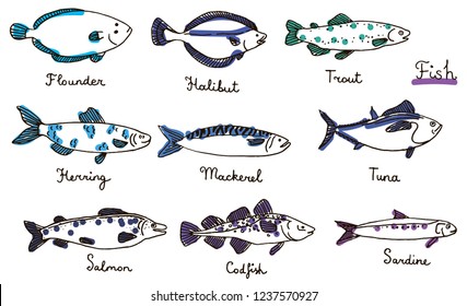 Types of fish, hand drawn vector illustration: sardine, codfish, mackerel, herring, halibut, flounder, trout, tuna, salmon