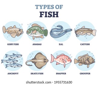 Types of fish as underwater wildlife species variety collection outline set. Educational labeled water inhabitants in sea, river or ocean as nature seafood products vector illustration. Marine life.