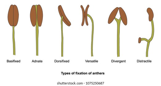 Types of fixation of anthers
