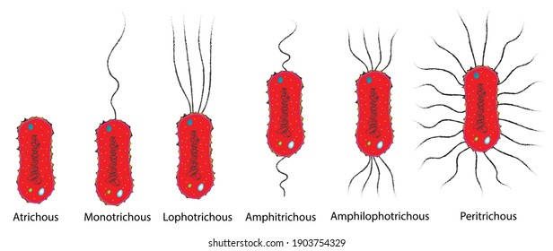 Types of Flagellar Arrangement in Bacteria (flagella and pilis arrangement of bacteria)