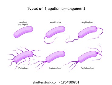 Types of flagellar arrangement for example bacteria: from Atrichous (no flagella) to Monotrichous, Peritrichous, Lophotrichous, Cephalotrichous, and Amphitrichous. Vector illustration