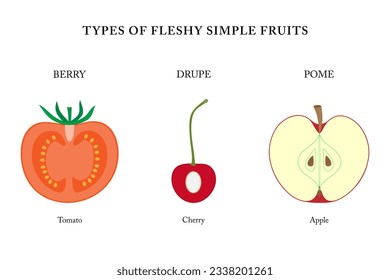 Types of fleshy simple fruits (berry, drupe, pome).