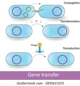 types of gene transfer: conjugation, transformation, and transduction vector concept in bacteriophage.