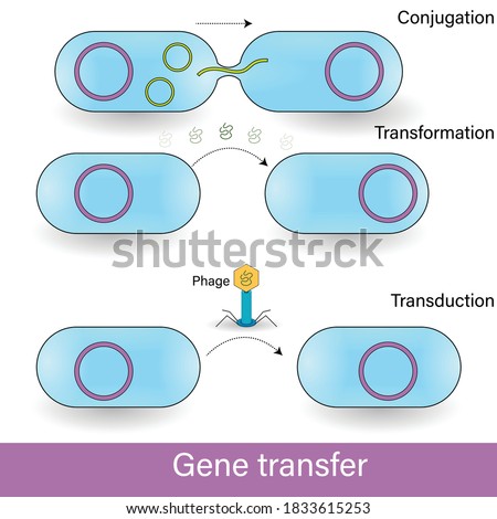 types of gene transfer: conjugation, transformation, and transduction vector concept in bacteriophage. Stock photo © 