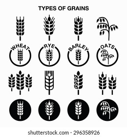 Tipos de cereales, iconos de los cereales - trigo, centeno, cebada, avena 