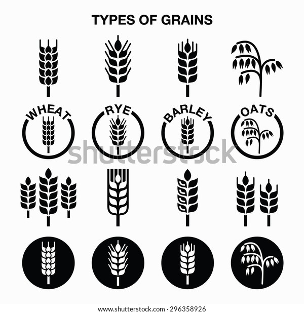 Types of grains, cereals icons - wheat, rye, barley,\
oats 