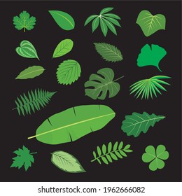 Types and types of green leaves and leaf patterns
