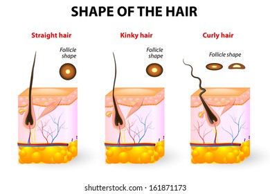 Structure Of The Hair Follicle Images Stock Photos Vectors