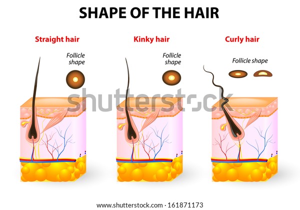 Types Hair Cross Section Different Hair Stock Vector Royalty Free