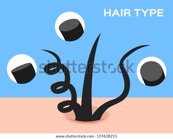 Types Hair Cross Section Different Texture Stock Vector Royalty