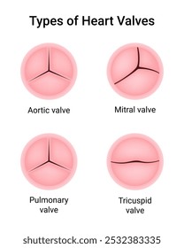 Types of the Heart Valves