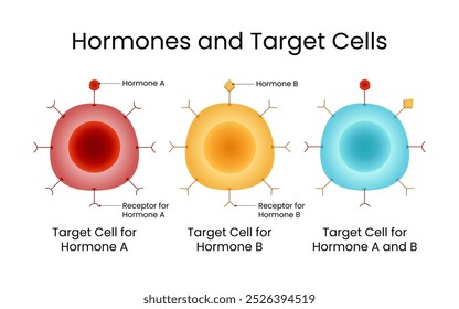 Types of Hormones and Target Cells