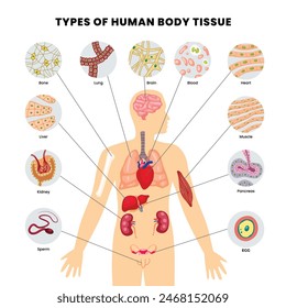 Types of human body tissues vector illustration. Labeled inner human organ structure scheme. Scientific and educational diagram with muscle, epithelial, nerve and connective anatomical fiber parts.