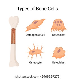 Types of human bone cells osteogenic cell, osteoclast, osteocyte, octeoblast.