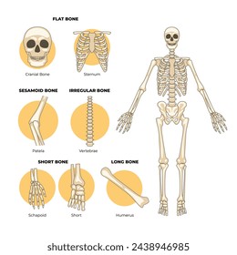 Types of human bones, types of bones, Labeled anatomical skeleton set scheme poster, with flat bone, cranial bone, sternum bone, patela, vertebrate, schapoid, short, humerus. vector illustration.