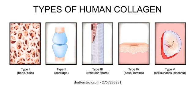 Types of human collagen. Close-up of bone structure, basal lamina in the skin, cartilage joint, reticular fibers in muscle, placenta and embryo. Vector illustration. Medical diagram.