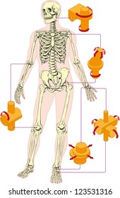 Types of human joints