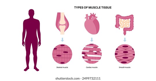 Types of human muscle tissue infographic. Cardiac, smooth, and skeletal muscle fibers. Walls of the heart, visceral organs and blood vessels. Skeleton with joints and and ligaments vector illustration
