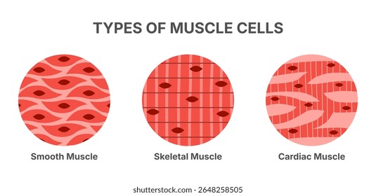 Tipos de tecidos e células musculares humanos, com estruturas anatômicas, incluindo músculos lisos, esqueléticos e cardíacos. Diagrama médico educacional ilustração vetorial da anatomia das células musculares.