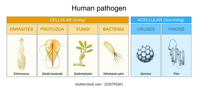 Tipos de patógenos humanos. los virus o hongos de bacterias patógenas pueden entrar en el organismo. Microbio que causa enfermedades. Acelular o no vivo, y organismo celular o vivo. Diagrama de vectores. Cartel