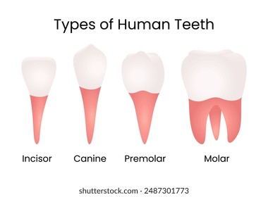 Types of the Human Teeth