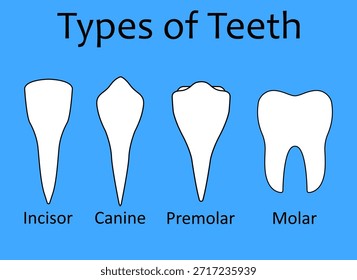 Tipos De Dibujo De Vector De Anatomía De Dientes Humanos Para Diseños De Salud Dental