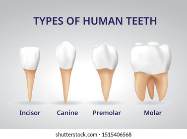 9,933 Teeth Types Images, Stock Photos & Vectors | Shutterstock