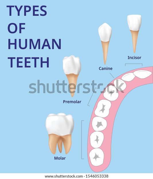 Types Human Teeth Human Bone Anatomy Stock Vector (Royalty Free ...