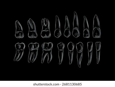 Arten von menschlichen Zähne Sammlung Illustration Zeichnung im grafischen Stil mit weißem auf schwarzem Hintergrund.