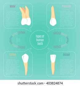 Typen menschlicher Zähne. Zahnliche Infografik.  Alle Objekte sind bequem gruppiert und leicht editierbar.